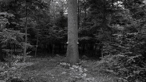 From the Mountain (2026)