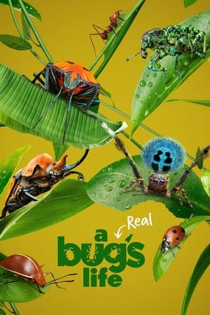 watch-A Real Bug's Life