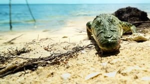 Life and Death in Paradise: Crocs of the Caribbean (2020)