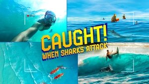 Caught! When Sharks Attack | StreamHub