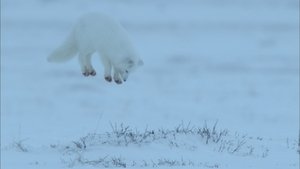 Life in the Snow