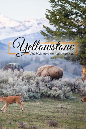 Image Yellowstone Live