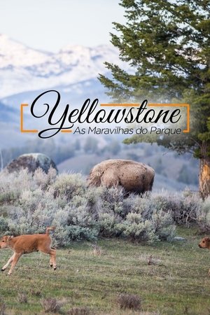 Image Yellowstone Live