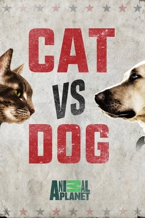Poster Cat vs. Dog 2017