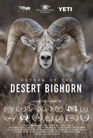 Return of the Desert Bighorn