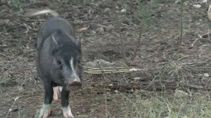 Animal Pursuit still