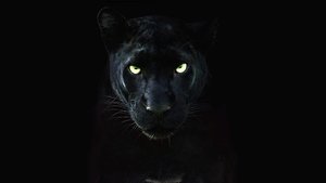 The Real Black Panther (2020)