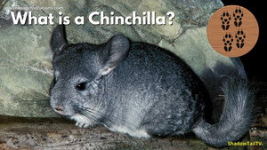 What is a Chinchilla, Really?