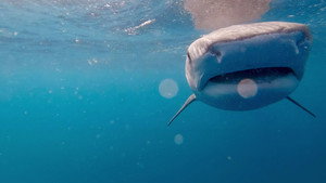 Sharks: Reef Rivals 2