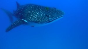 O Ano Selvagem da África: 1×2