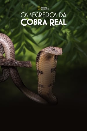 Poster Secrets of the King Cobra 2010