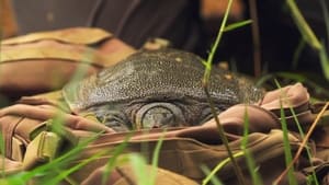 Image The Hidden Turtle of Vietnam
