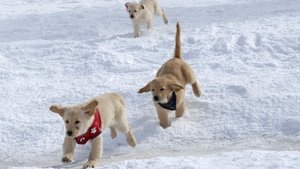 Snow Buddies: Cachorros en la nieve (2008)