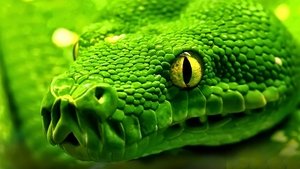 Snakes - Vorsicht: Schlangen