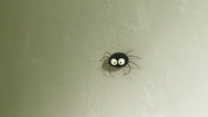 The stubborn spider