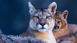 La montaña del puma