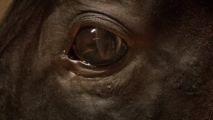 Orphan Horse (2018)