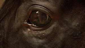 Orphan Horse film complet