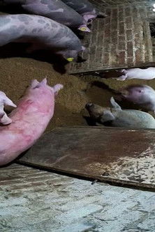 Убили и съели