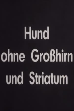 Image Hund ohne Großhirn und Striatum