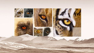 Apex Predators: Invisible Worlds