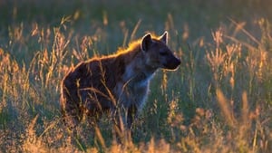 Les hyènes - Au-delà des préjugés