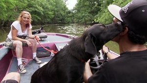 Pit Bulls and Parolees Swamped