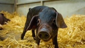 The Farmers' Country Showdown Royal Welsh Show - Pigs