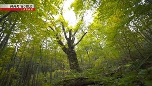 The Fabric of Life in a Forest: Shirakami-Sanchi