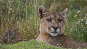 Secretive Puma Special still
