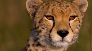 Disneynature: Felinos africanos