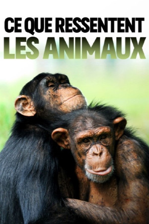 Wie Tiere fühlen 4