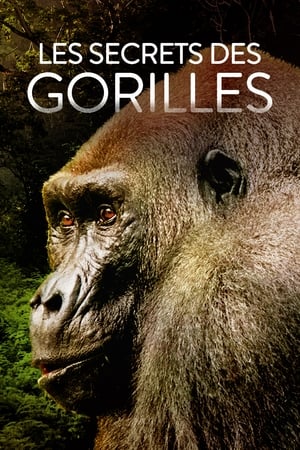 Poster Les secrets des gorilles 2022
