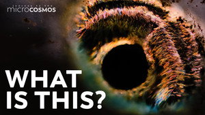 A Two-Headed Ciliate and Other Adorable, Dead, and Extinct Things still