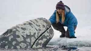 Na ratunek wielorybom 2012 zalukaj film online