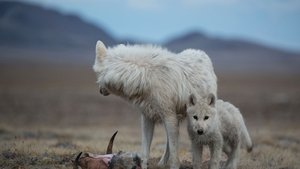 Kingdom of the White Wolf The Wolf Queen