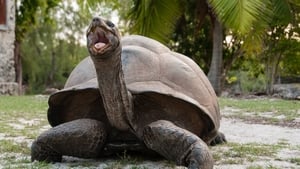 Aldabra: Once Upon an Island film complet