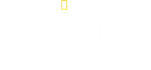 Killer Shark Vs. Killer Whale