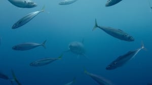 สารคดี Sharkwater Extinction (2018) การสูญพันธุ์ของปลาฉลาม (ซับไทย)