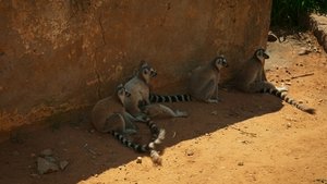 Gangs of Lemur Island Under Pressure