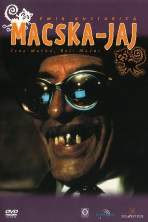 Macska-jaj 1998