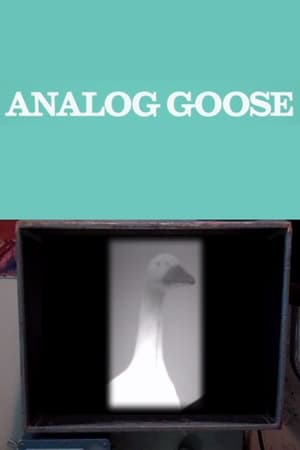 Poster Analog Goose 2013