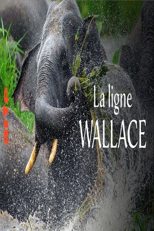 La ligne Wallace: Une frontière naturelle entre l'Asie et l'Australie movie poster