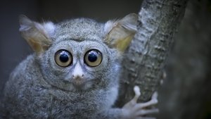 Earth at Night in Color Tarsier Forest