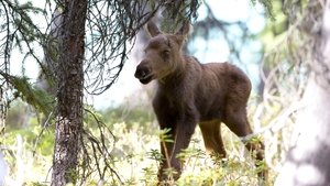 Image Moose: Life of a Twig Eater