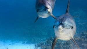 Dolphin Reef – Aventuras no fundo do mar