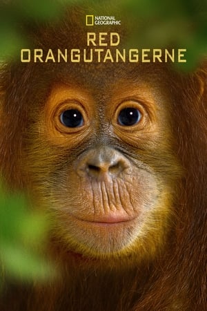 Poster Operation Orangutan 2015