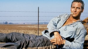 Cool Hand Luke (1967)