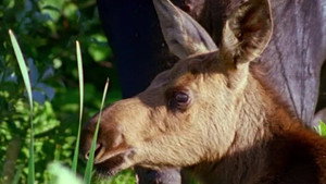 All About Animals EP19
