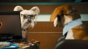 Psy i koty: Odwet Kitty 2010 zalukaj film online